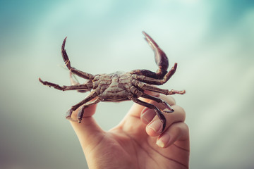 hand man hold field crab on the sky  background Vintage tone.