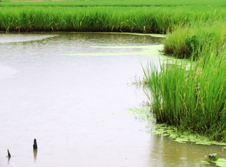 日本の田舎の風景　7月　雨降りの水辺