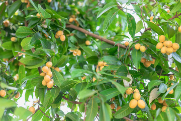 Sweet yellow marian plum fruit growing on tree