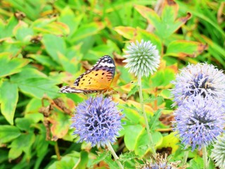 日本の田舎の風景　7月　ツマグロヒョウモンとルリタマアザミ