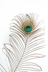 Obraz premium peacock feather isolated on white