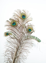 Obraz premium peacock feather isolated on white
