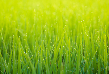 Water drops or Dew drops on the green grass and Boken on sunlight.