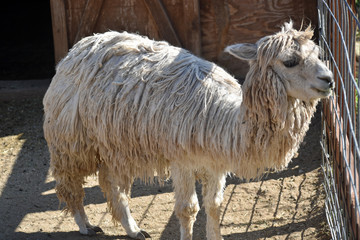 White Suri Alpaca