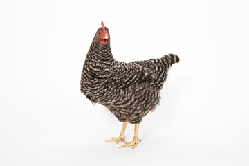 chicken on white background
