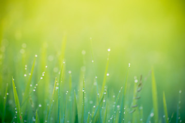 Water drops or Dew drops on the green grass and Boken on sunlight.