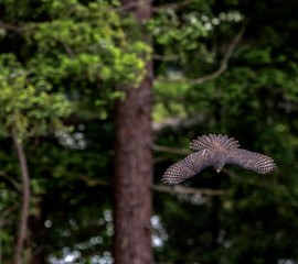 New Zealand Falcon (Karearea)(Falco novaeseelandiae) in flight