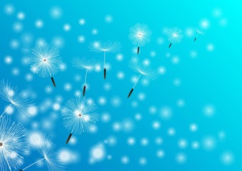 Freedom flower , Trendy nature background blue with dandelion blowing seeds . Floral wallpaper with summer or spring flower and flying fluff . Blooming Blossom . Vector illustration