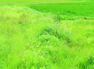 日本の田舎の風景　7月　水田の稲