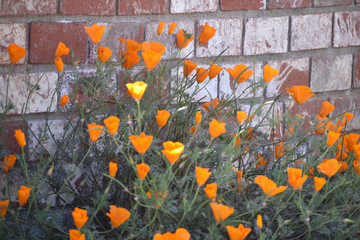 Golden Poppies Against Brick Wall
