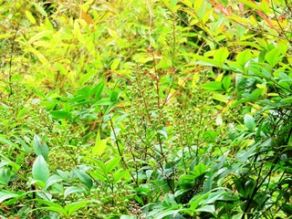 日本の田舎の風景　7月　南天の実