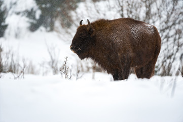 Zubr (Bison bonasus) in nature. European bison in ukrainian carpathian at winter. © PhotoStoker