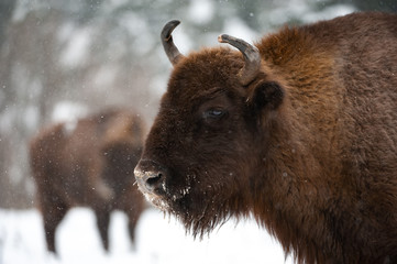 Zubr (Bison bonasus) in nature. European bison in ukrainian carpathian at winter. © PhotoStoker