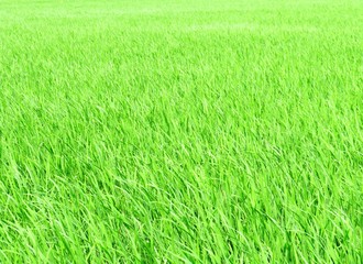 日本の田舎の風景　7月　水田