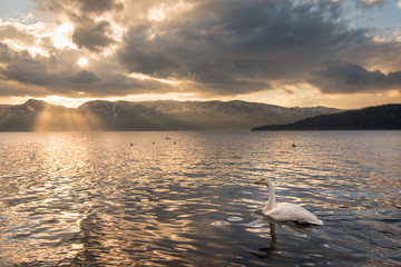 他起動屈斜路湖を泳ぐ白鳥