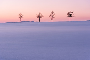 雪原に立つ4本の木