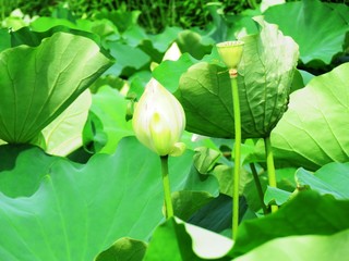 日本の田舎の風景　7月　蓮の花