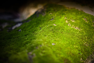 Green moss with sunlight background.
