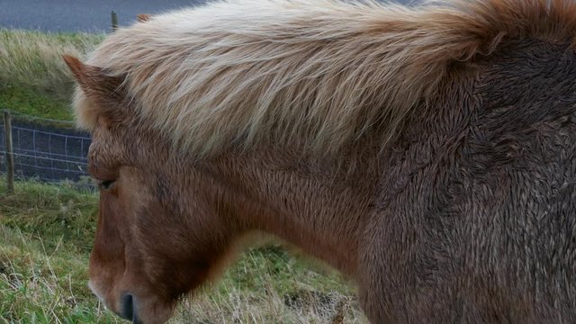 Medium close side rear shot of Faeroes Icelandic pony