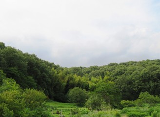 日本の田舎の風景　7月　山の木々