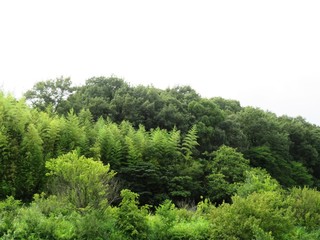 日本の田舎の風景　7月　山の木々