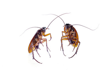 Close up of a cockroach on white background.