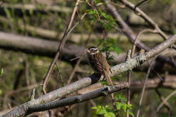 Female rose-breasted grosbeak at Rondeau provincial park. 