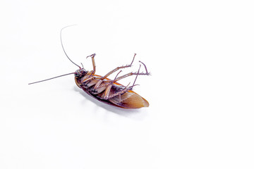 Close up of a cockroach on white background.