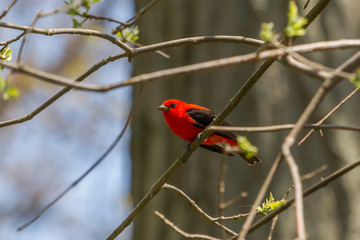 Male scarlet tanager showing off its vibrant red plumage
