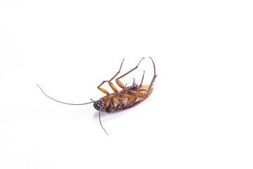Close up of a cockroach on white background.