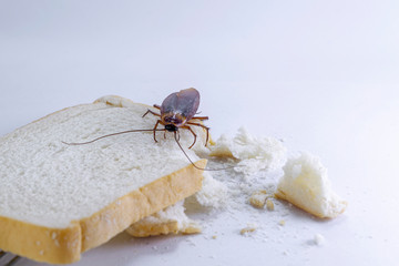 Close up of cockroach on a slice of bread.