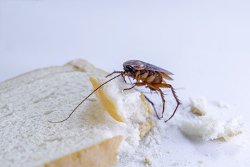 Close up of cockroach on a slice of bread.