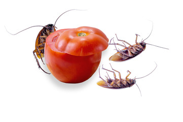 Cockroaches and tomatoes on a white background.