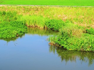 日本の田舎の風景　7月　川辺の風景