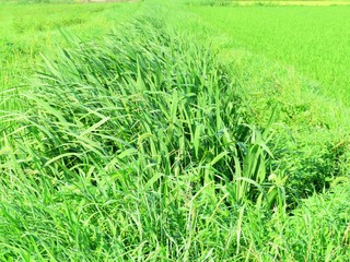 日本の田舎の風景　7月　草叢