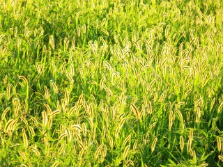 日本の田舎の風景　7月　休耕田の夕景
