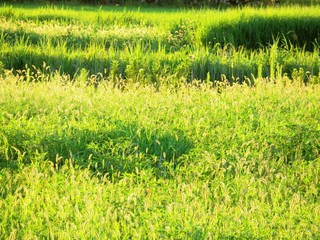 日本の田舎の風景　7月　休耕田の夕景