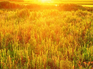 日本の田舎の風景　7月　むら雀と夕景