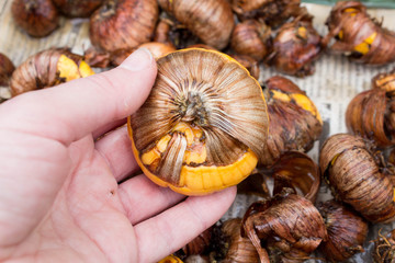 Floriculture, preparation and planting of gladioli bulbs in the ground. A peeled yellow gladiolus bulb with a sprout in a woman's hand against a blurry background of other unpeeled bulbs in close-up.