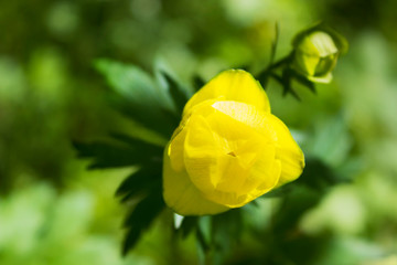 Trollius europaeus  family Buttercup yellow in nature