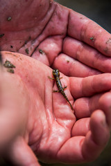 Obraz premium Young lizar in a hans of man in Barcelona, Spain