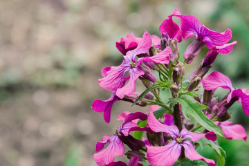 Obraz premium Growing flowers in the country. Decorative picturesque lilac flower in spring in a flower garden on a blurred background.