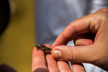 Baby dragonfly in the hands of man in Barcelona, Spain