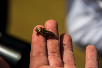 Obraz premium Baby dragonfly in the hands of man in Barcelona, Spain