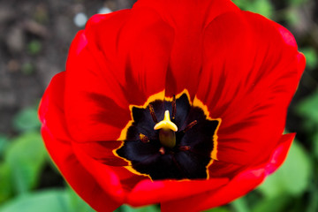 Growing flowers in the country. Decorative scenic outdoor red Tulip with black center and yellow...
