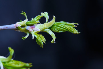 blossomed birch kidney macro