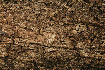 A Hires picture of a natural creation .wood