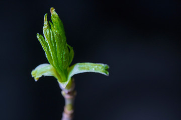 blossomed birch kidney macro