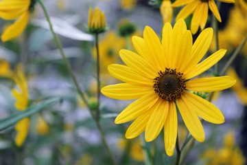 yellow flowers in the garden