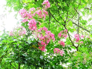 日本の田舎の風景　7月　野の花